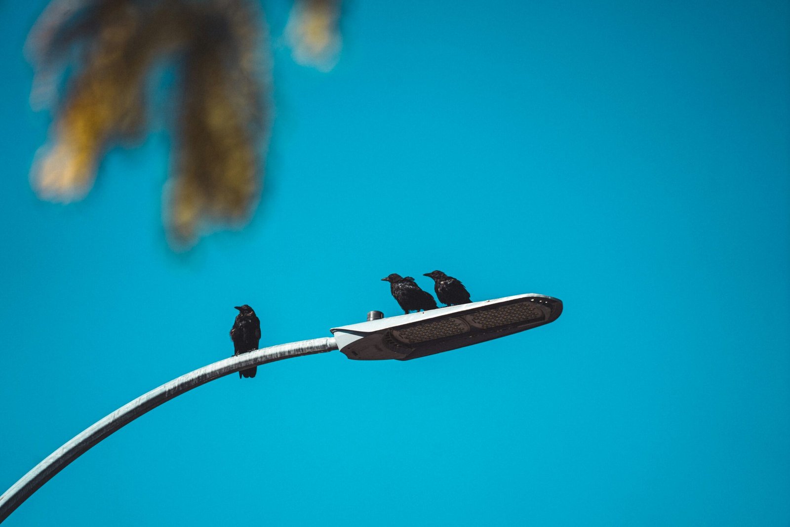 a couple of birds on a pole