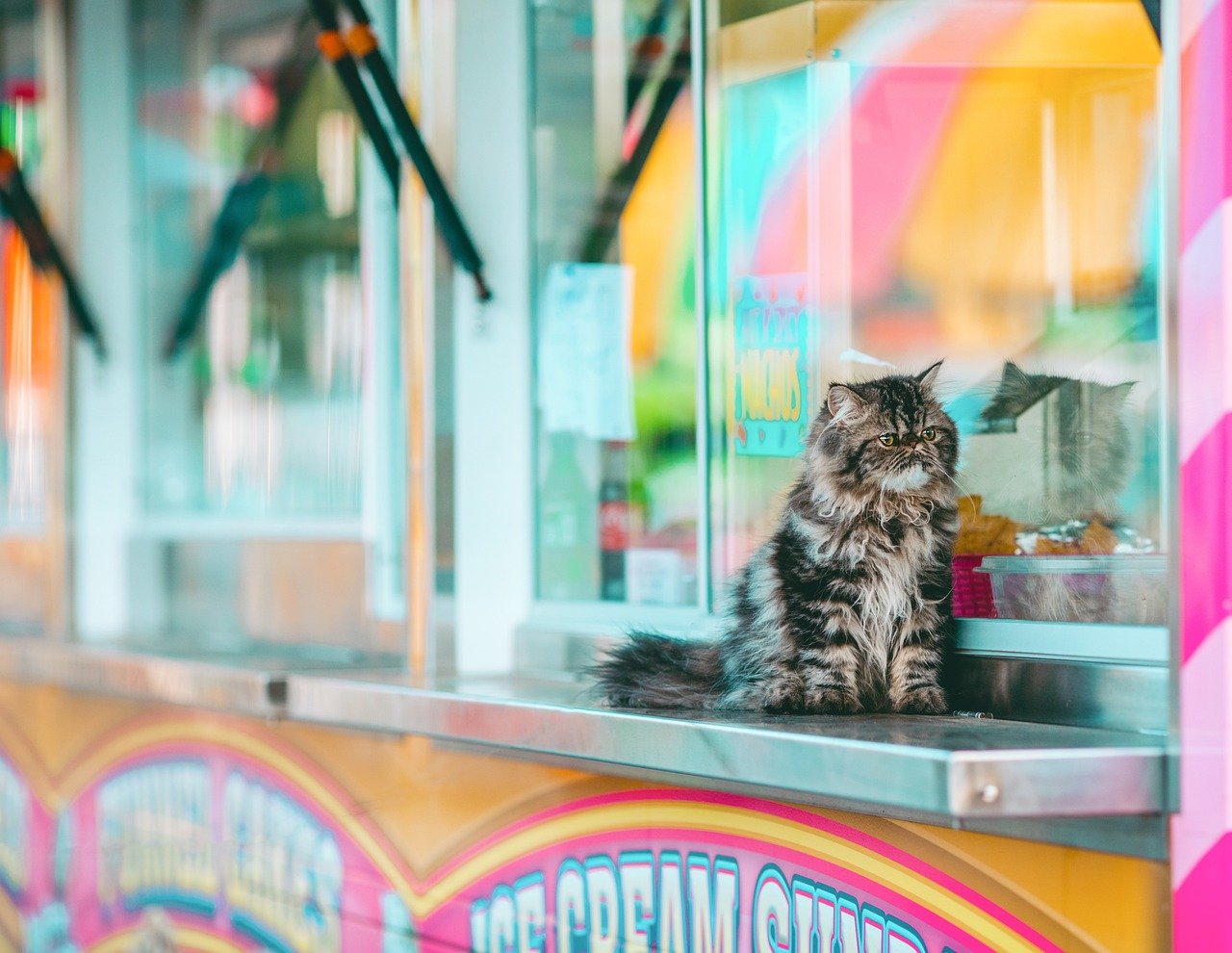 cat, feline, mammal, pet, fair, nature, carnival, festival, animal, portrait, cute, fun, food, market, tabby, kitten, colorful