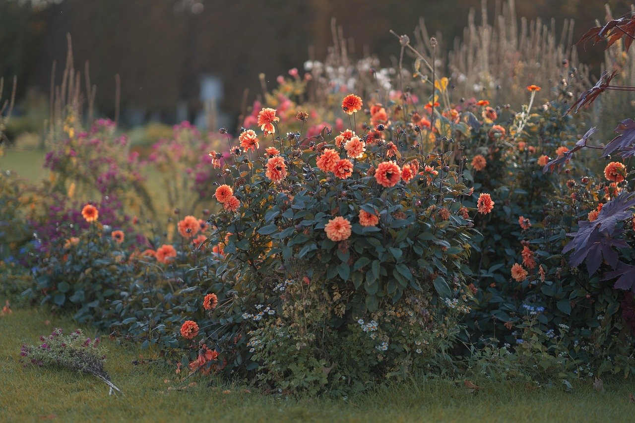 dahlias, flower, plant, flower background, petals, blossom, bloom, flower wallpaper, nature, close up, beautiful flowers, garden, bush, park, dahlia bush, lighting mood