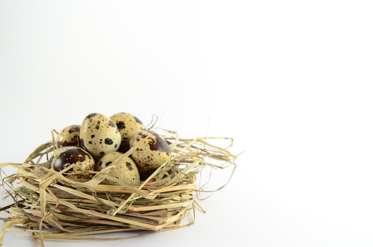 eggs, nest, quail, easter, socket, food, quail, quail, quail, quail, quail