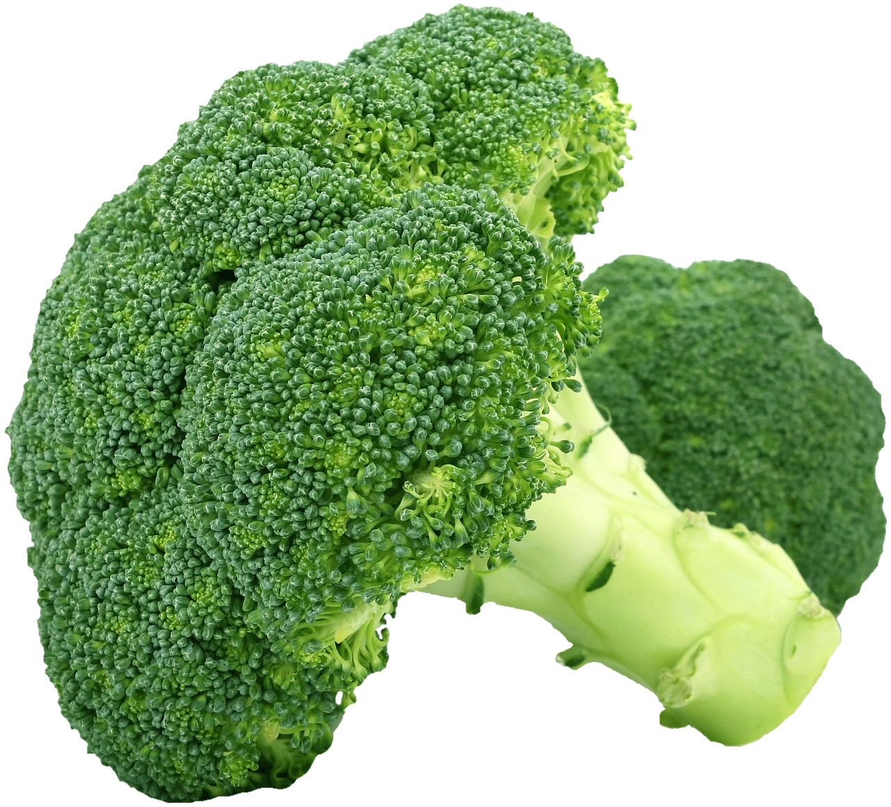 broccoli, vegetable, food, green vegetable, edible, organic, natural, cut out, broccoli, broccoli, broccoli, broccoli, broccoli