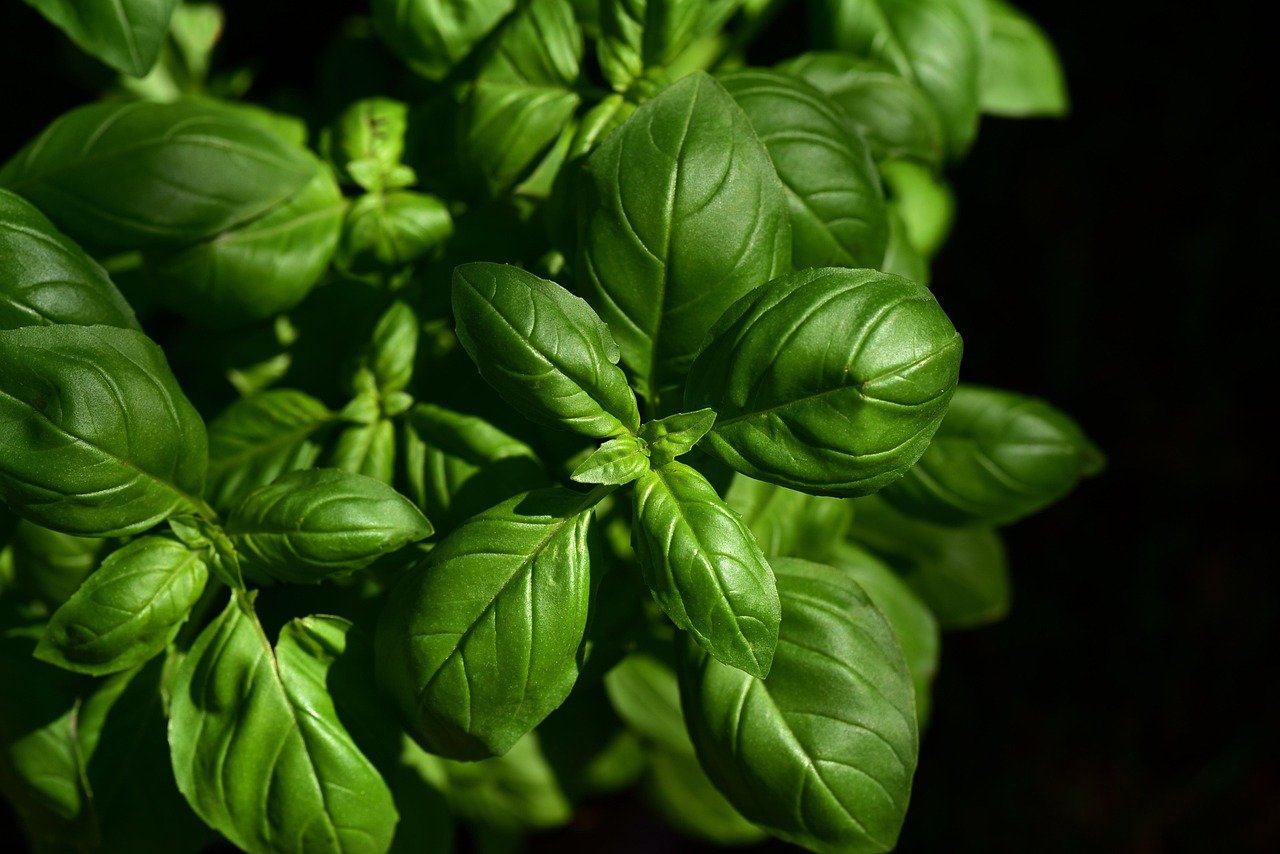 basil, herb, ingredient, leaves, nature, aromatic, taste, culinary herbs, seasoning, kitchen, italy, italian cooking, garden, fresh, growth