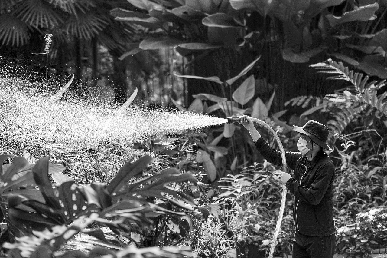 spray, sprayer, water, watering, plant, nature, botanical garden, worker, gray-scale, black and white photo, man, working