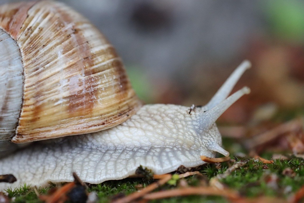 snail, house snail, sensor, mollusc, shell, animal, wall, creeping animal, brew, soft, beneficial, meal, delicacy, protected, nature, spiral, creeping, slow, sticky, crawl, post office, check post, forever, calm
